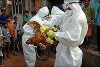 The Bird Flu (H5N1): Could this virus cause the next pandemic?