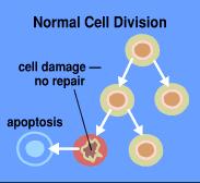 CELL REPLICATION Occurs billions of times every 24 hours to replace damaged or worn out cells or produce proteins that support life Process turned on by