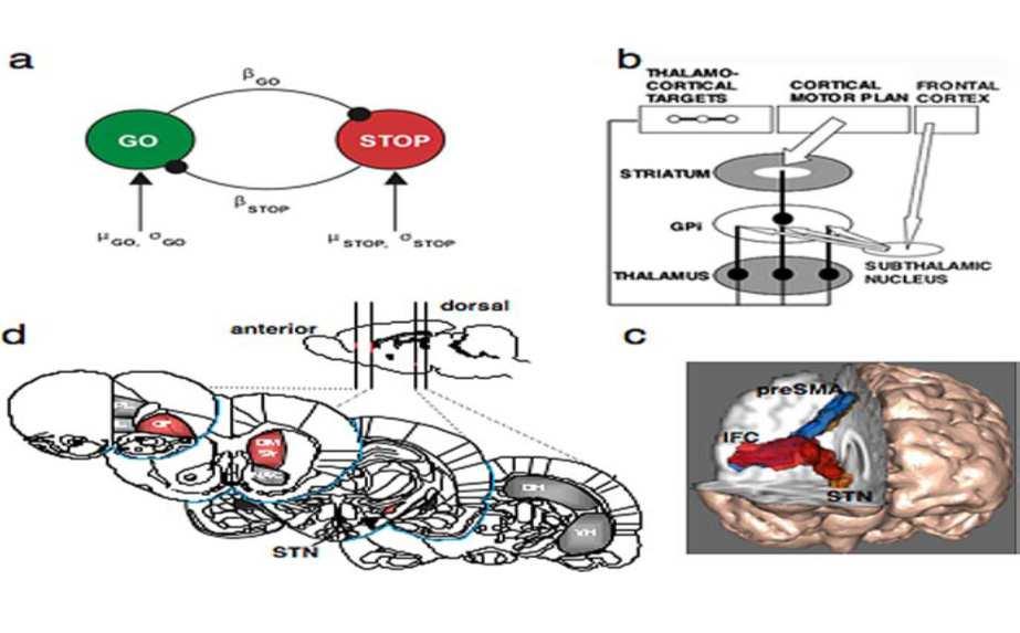 Clinical Motor and Cognitive Neurobehavioral Relationships in the Basal Ganglia 21 generating cortico-spinal volleys to the relevant effector each interacting with the globus pallidus [105].