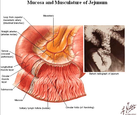 JEJENUM AND ILEUM Infront and lateralward jejenum and ileum is covered by the great omentum (omentum majus) The mucous membrane presents the special structur : Plica circularis (Kerckring) : - the