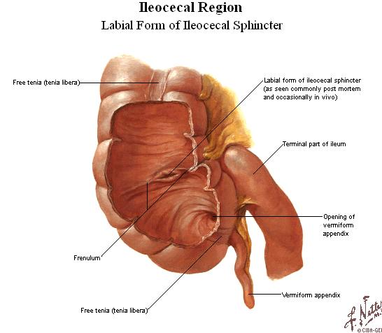 COLON DESCENDENS A descending limb of colon COLON SIGMOIDEUM Terminal portion of colon, hangs as a loop generally down into the cavity of small pelvis and goes over in front of the