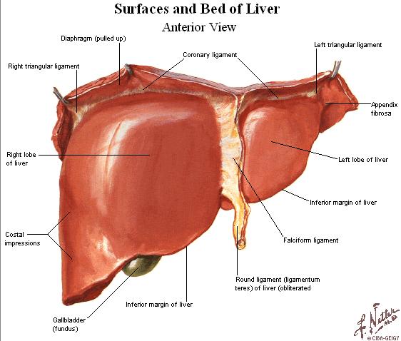 VESICA FELLEA (GALL BLADER) Is an oblong, pear-shaped sac, which is fastened by loose connective tissue in