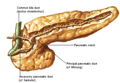 PANCREAS VASCULARISATION Vascularisation in abdominal viscera is from branch of aorta