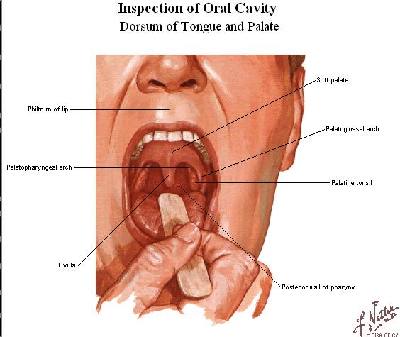 Roof of the mouth cavity is formed by the palate (palatum) The substratum of the