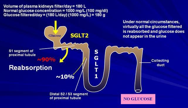 SGLT sodium-glucose