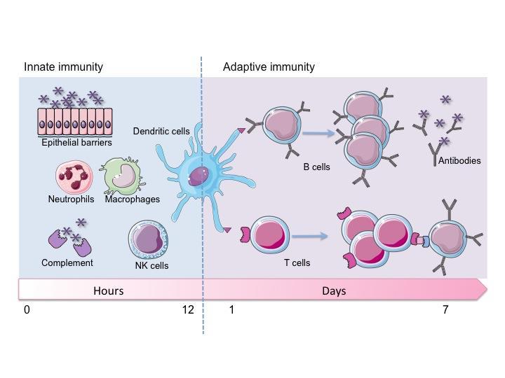 Cellular components of immune response Immune dysfunction in CLL: 1) Decrease normal immune cell numbers 2) Abnormal immune