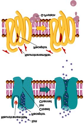 TYPES OF RECEPTORS There are two general types of receptors based on their type of effector