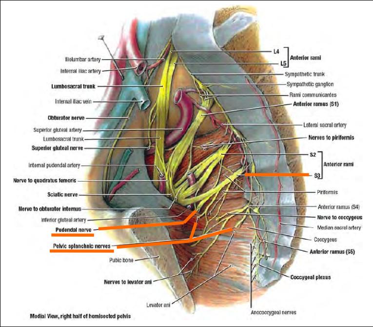 Presacral plexus Sensory nerves S2, S3 Cutaneous branches buttock, thigh Pudendal S2, S3, S4 Sensory to genitalia Muscular branches perineal muscles, external urethral and