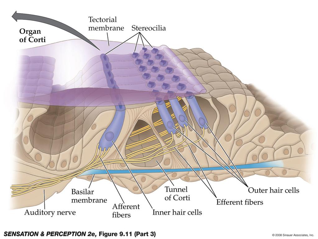 Organ of Corti: A structure on the basilar membrane of the cochlea composed of hair cells and dendrites of auditory nerve