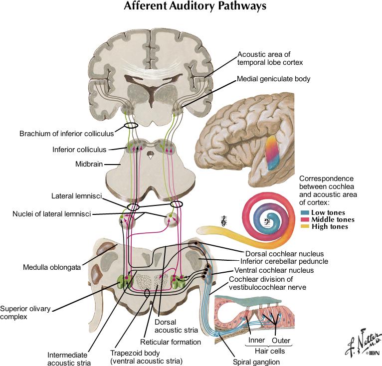 C. Tonotopic Organization - There is a spatial mapping of frequencies at all levels of the auditory system. Figure 10. Netter Presenter Image III.15 D.