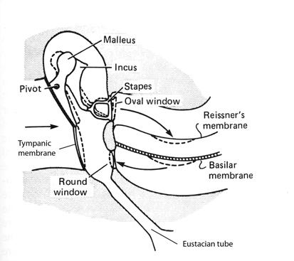 B. Middle Ear The middle ear functions to match the acoustical impedance of airborne sound vibrations being transferred to the fluid-filled chambers of the inner ear.