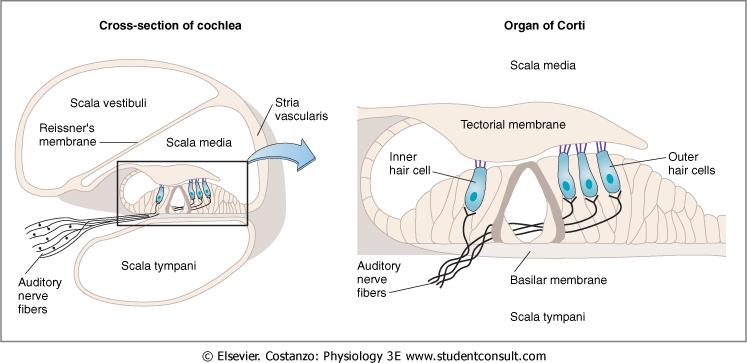 Figure 5: Structure of the Cochlea and the Organ of Corti (From Costanzo,, 2006, Fig.