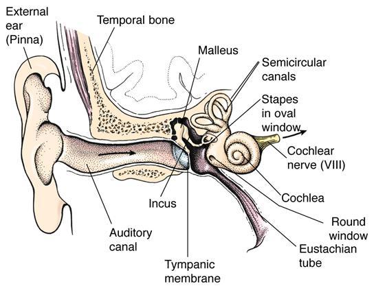 Basic anatomy of ear Auditory system Sound stimulus Sound