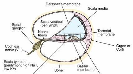 Cochlear chambers Cochlear membranes Special cells are