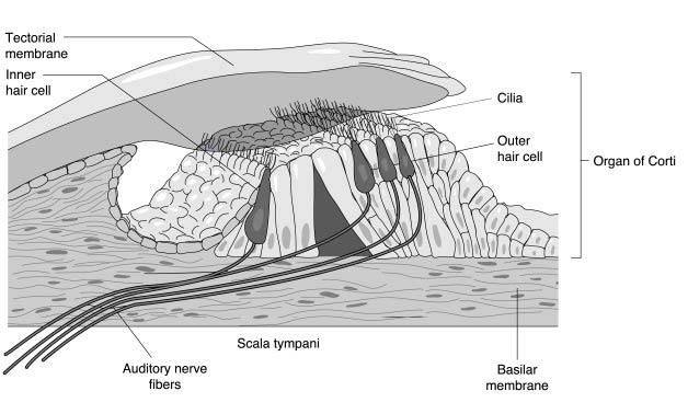 membrane This membrane contains the organ of Corti Organ
