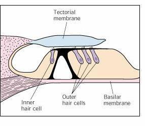 of Corti Outer hair cells Organ of Corti Hair cells When sound hits the ear and the