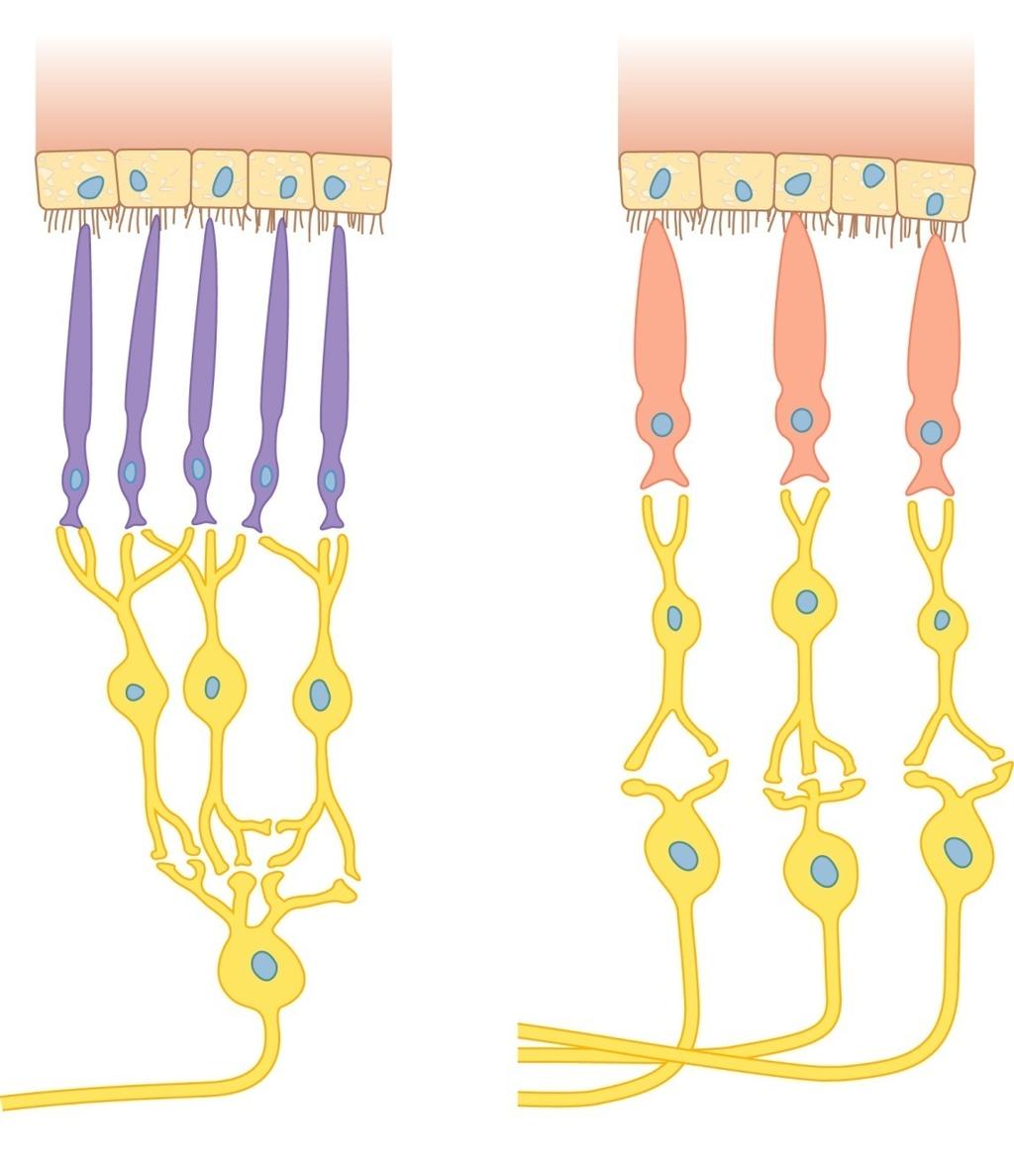Visual Receptors 1. Two kinds of visual receptors; elongated rods and blunt-shaped cones. 2.