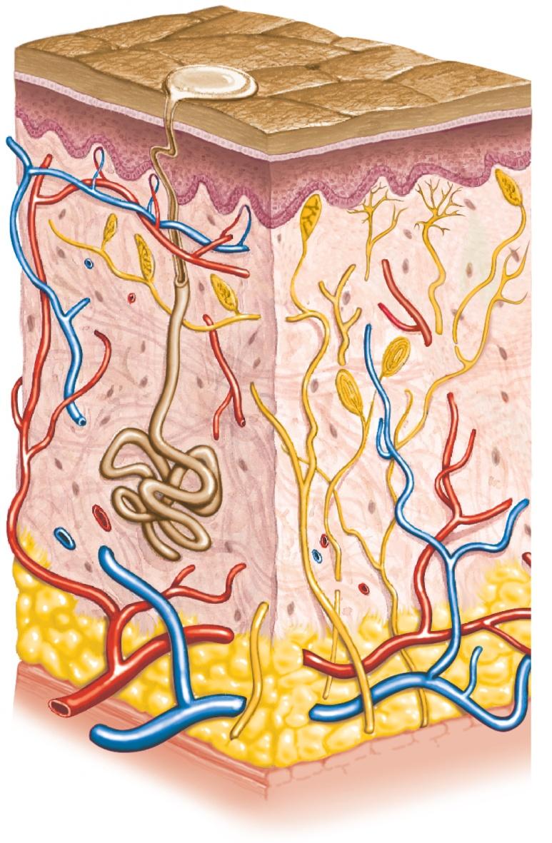 Section of" skin Free nerve endings" Epithelial cells"