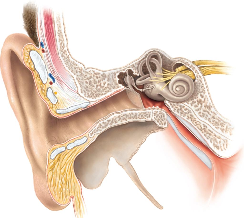 Auricle Semicircular canals" Incus Stapes Cochlea Malleus Vestibulocochlear nerve" Oval window (under stapes) Round window