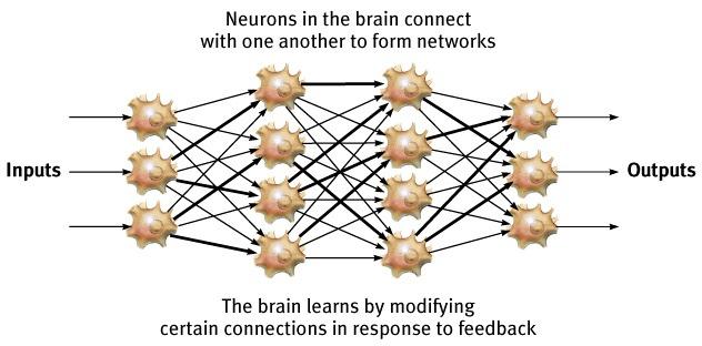 A Simplified Neural Network Neurons