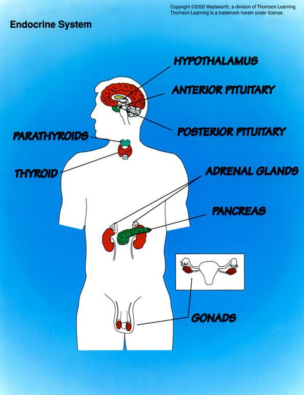 Endocrine System A second type of communication system in the body made up of a network of glands that produce hormones--chemical
