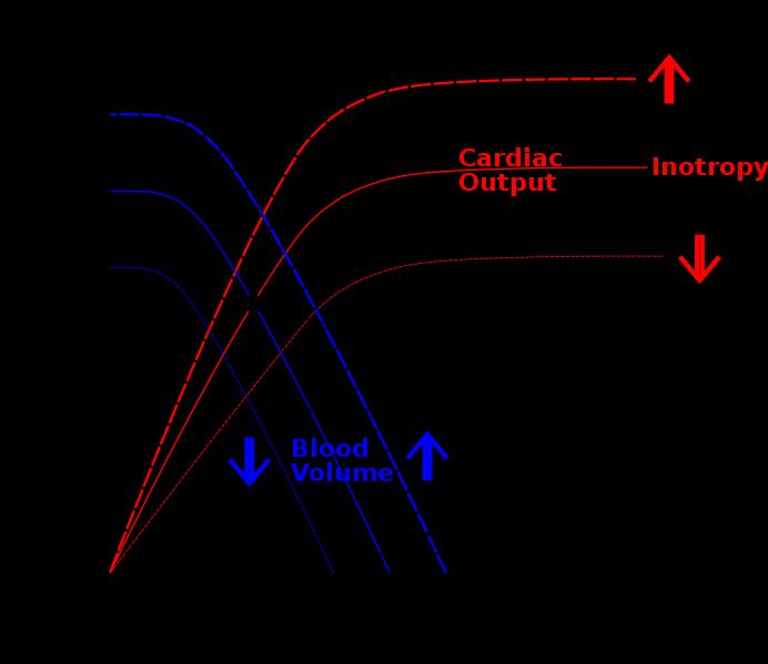 Cardiac Physiology Interactions