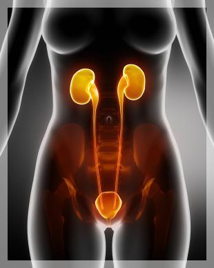 How the bladder works What goes wrong? What investigations need to be done? Who can help?