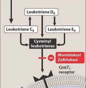LEUKOTRIENE RECEPTOR ANTAGONISTS Competitively antagonise Cysteinyl LT