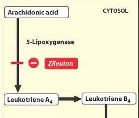 LEUKOTRIENE SYNTHESIS INHIBITOR Zileuton : 5-LOX inhibitor Blocks