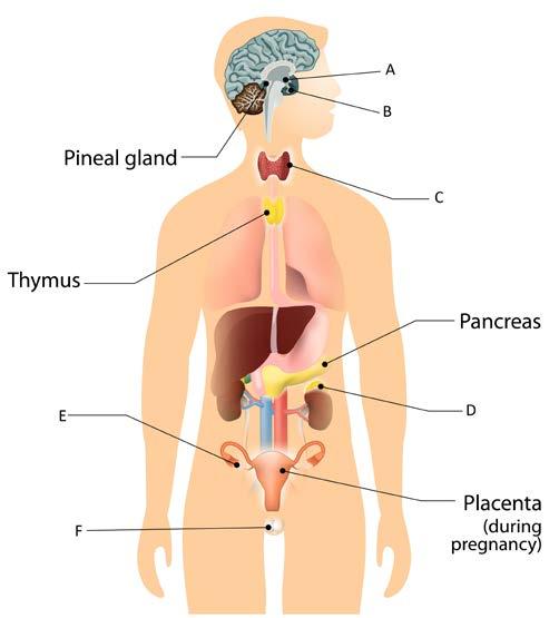 Title: Biopsychology Topic: The function of the endocrine system: glands and hormones. Q1 A B C D MCQ: Which of the following statements about the hypothalamus is false?