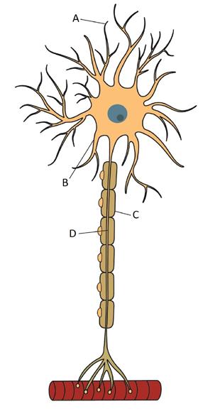 Title: Biopsychology Topic: The structure and function of sensory, relay and motor neurons. The process of synaptic transmission, including reference to neurotransmitters, excitation and inhibition.