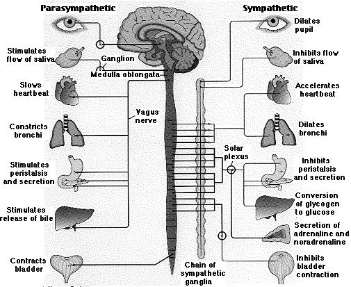 The Nervous System: Overview The Nervous System Overview: Autonomic Nervous System Central Nervous System: This system consists of the brain and the spinal cord.
