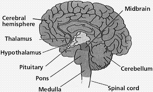 The Nervous System: The Brain The command center of the Body Hindbrain Medulla, pons, cerebellum Midbrain Major pathway for sensory and motor impulses moving between the forebrain and hindbrain.