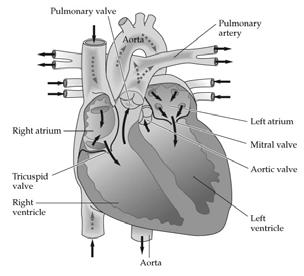 The Cardiovascular System: The Heart Cardiovascular system consists of the heart, blood vessels and blood.