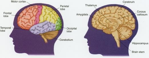 Cerebral Cortex outermost layer of the brain,
