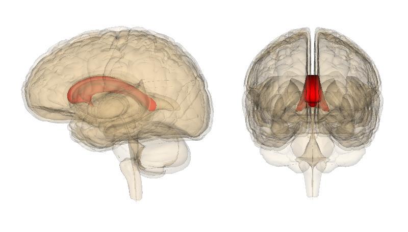 Corpus Callosum The link between the left and right brain Sends signals between