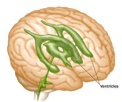 Ventricles Spaces in the brain containing cerebrospinal fluid (CSF) the four functions of CSF include: Protection: the CSF protects the