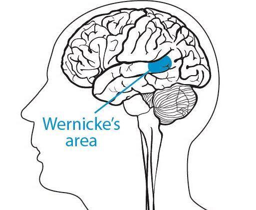 Wernicke s Area region of the brain that is important in language development.