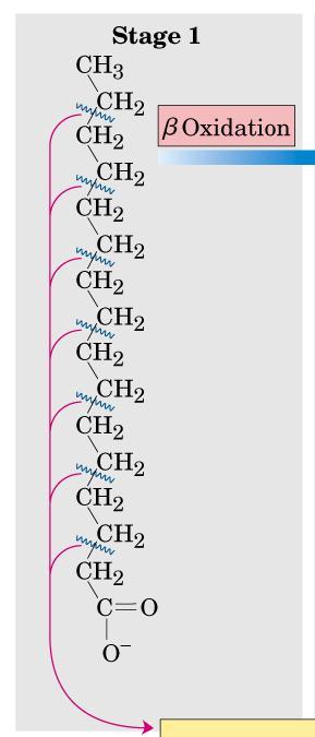 b-oxidation: Oxidative removal of