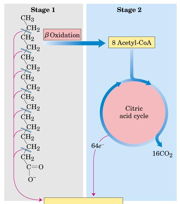 Stage 2 Acetyl groups of