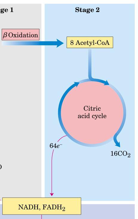 CO 2 in the TCA cycle NADH