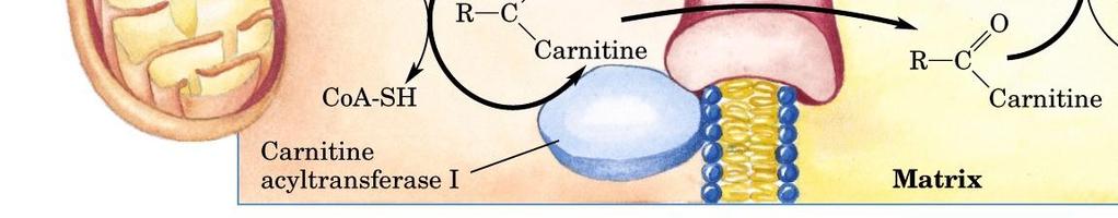 The fatty acyl group is transferred to carnitine by
