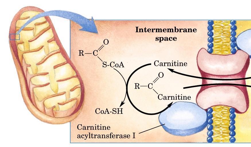 membrane The fatty acyl-carnitine ester then enters