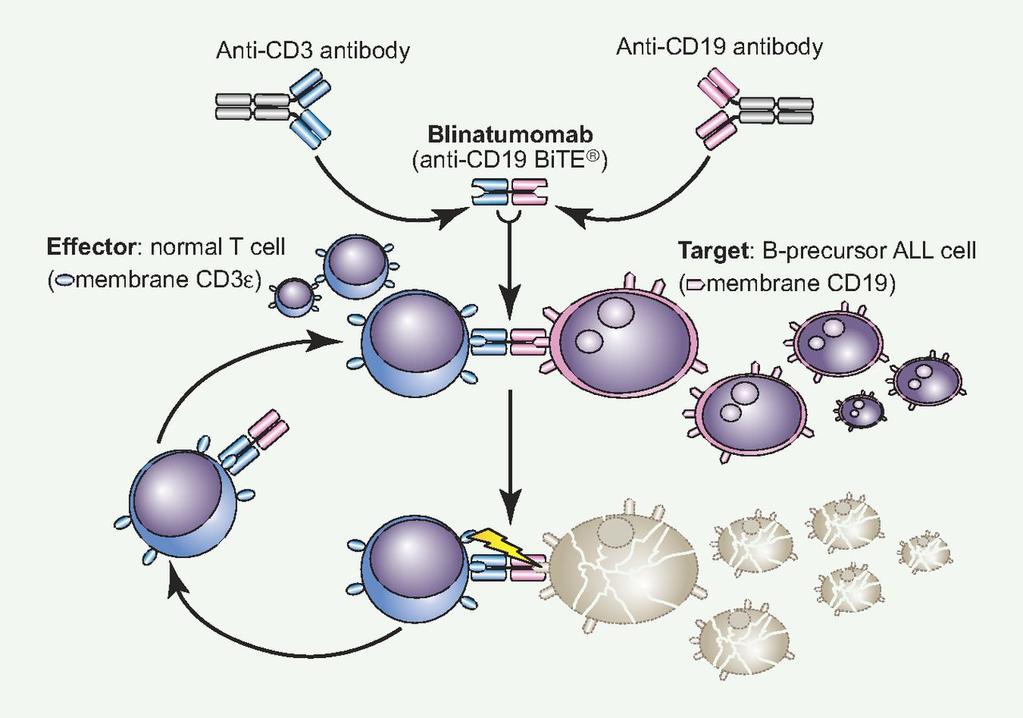 Blinatumomab: a novel bispecific construct that reacts simultaneously to normal CD3 + T cells and CD19 + ALL cells, creating a tight intercellular connection