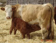 Subunit Vaccines Consists of extracts of iron transport proteins common to all Salmonella Required for the bacteria to survive Approved for use in cattle >6 months Attempted use of SRP (S.