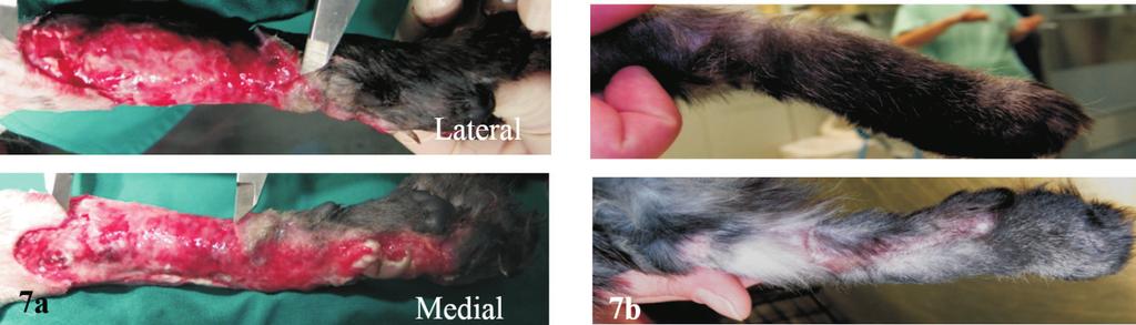 Wound on the limb of a cat, in which the skin was missing on 100% circumference of the limb and extending over joints on day 0 (7a).