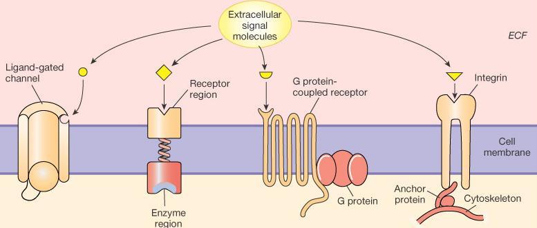 Membrane Receptor Classes 1. Ligand - gated channel 2.