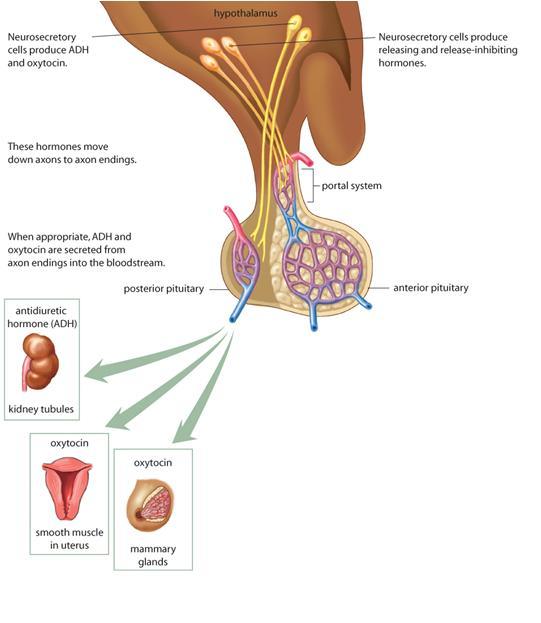 The Posterior Pituitary Gland Part of the nervous system Stores and secretes