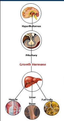 Human Growth Hormone Regulates growth, development, metabolism Produced and secreted by the anterior pituitary gland Sent to the liver