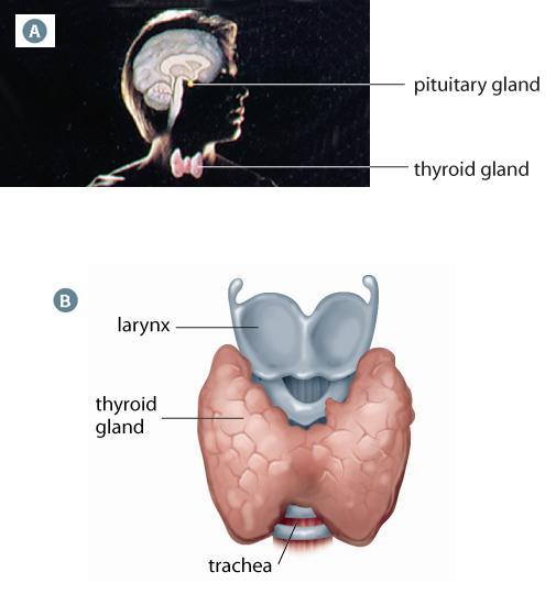 The Thyroid Gland Lies below the larynx Has 2 lobes Produces and secretes thyroxine (T 4 ): Increases metabolic rate of